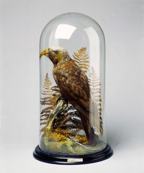 A Victorian Specimen of a distinct and unusual Parrot, The New Zealand Kaka